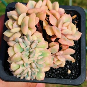 Echeveria Cubic Frost super variegata cristata