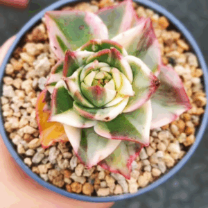 Echeveria Treasure Map variegata