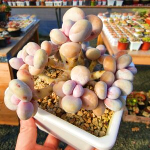 Pachyphytum Barbie cluster