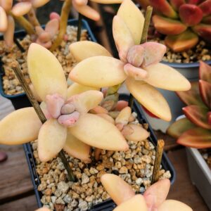 Pachyphytum Pinguin cluster