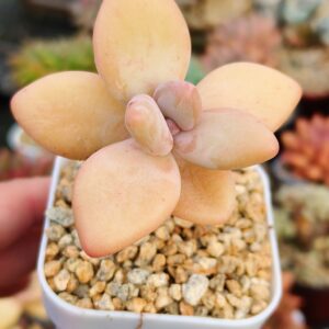 Pachyphytum Pinguin