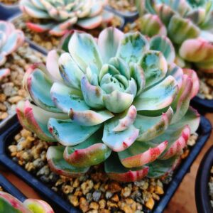 Echeveria Elegans Rainbow variegata