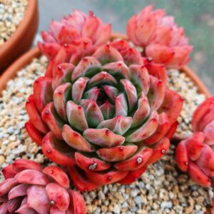 Echeveria HongLuan cluster vieux tronc B