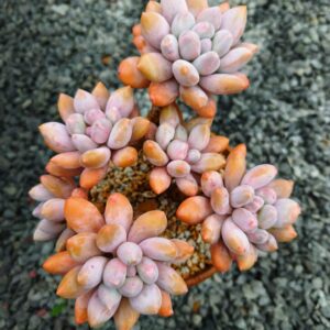 Pachyphytum Victoria cluster