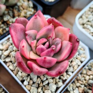 Echeveria agavoide Rose variegata S
