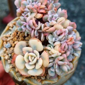 Echeveria Cubic Frost super variegata cristata