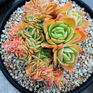Echeveria Star Natha cristata