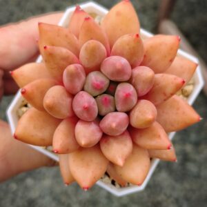 xPachyveria Crystal Ball