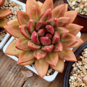 xPachyveria Mist Bubbles L