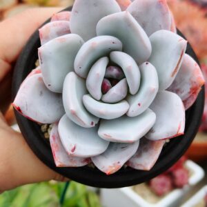 Echeveria Sang-a