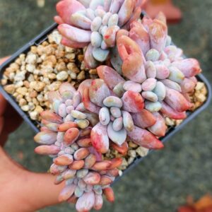 Pachyphytum Pink Bunny cristata