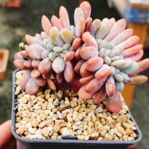 Pachyphytum Pink Bunny cristata