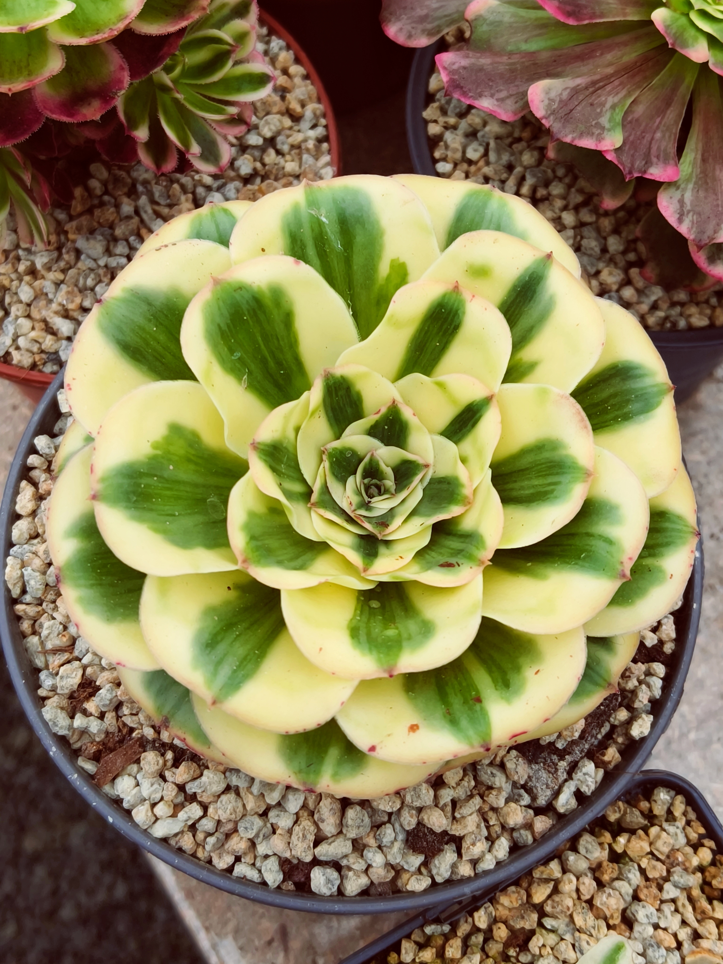 Aeonium Zeus