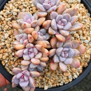 Pachyphytum Bodhi Seeds cristata