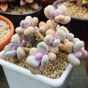 Pachyphytum Barbie cluster