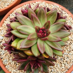 xPachyveria Mist Bubbles cluster