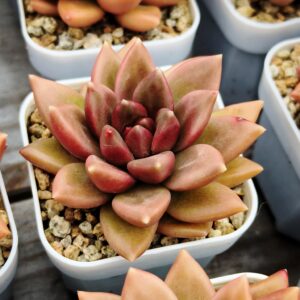 xPachyveria Mist Bubbles