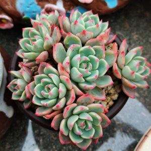 Echeveria  Nana Mini Hook cluster