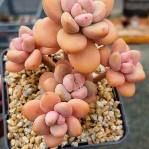 Graptosedum Red Miul Cluster