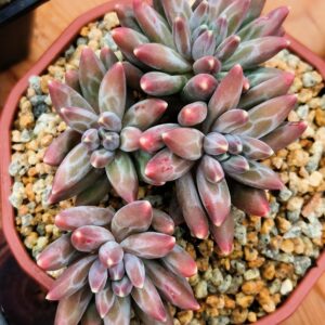 Pachyphytum Icarus