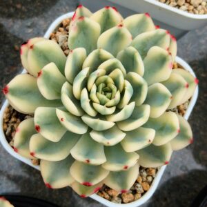 Echeveria Moon Fairy variegata