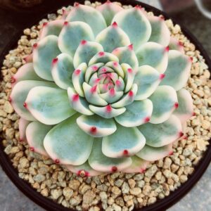 Echeveria Chihuahua Variegata L