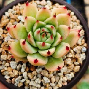 Echeveria Toscanelli S