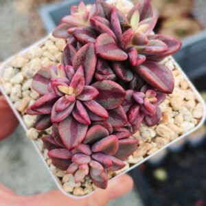 Echeveria Rezry variegata