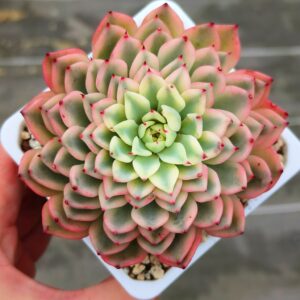 Echeveria Gilba Rose variegata