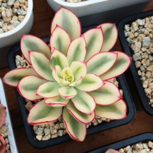 Echeveria Red Flower Queen variegata