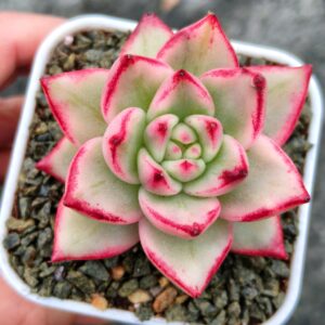 Echeveria Sakura Maria variegata