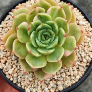 Echeveria Lake Baikal variegata