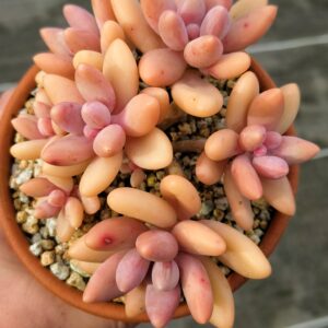 Pachyphytum Cognac cluster