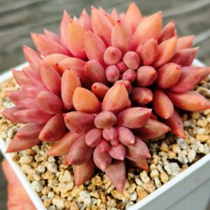 xPachyveria Crystal Ball cluster