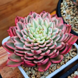 Echeveria Gilba Rose variegata