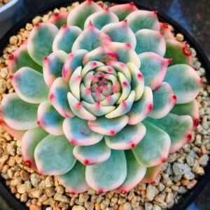 Echeveria Chihuahua Super Variegata L