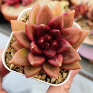 xPachyveria Mist Bubbles