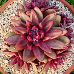 xPachyveria Mist Bubbles cluster