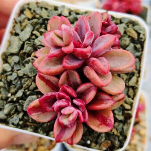 Echeveria Rezry variegata