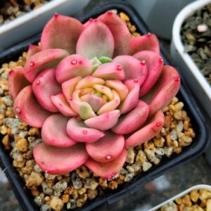 Echeveria agavoide Rose variegata S