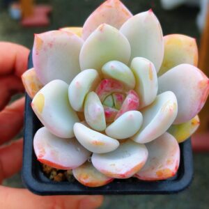 Echeveria Sang-a
