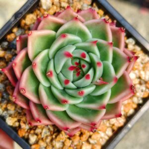 Echeveria Toscanelli S