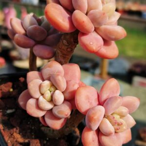 Graptosedum Red Miul Cluster