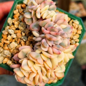 Echeveria Cubic Frost super variegata cristata