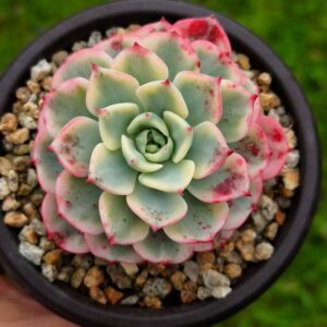 Echeveria Nana Mini Hook variegata