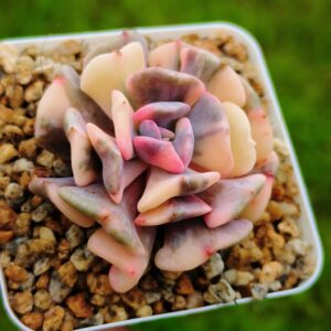 Echeveria Cubic Frost variegata