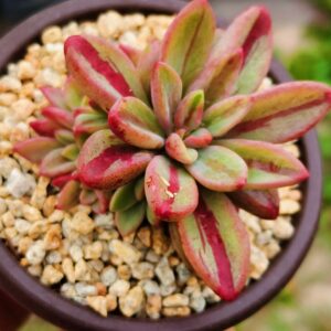 Echeveria Rezry variegata cluster