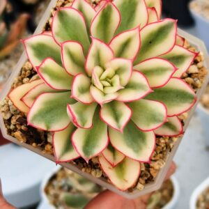 Echeveria Red Flower Queen variegata