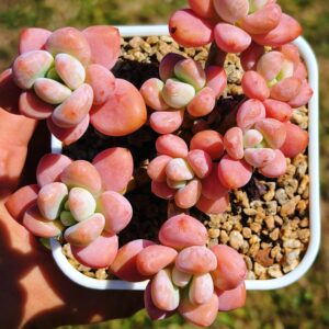Graptosedum Red Miul Cluster