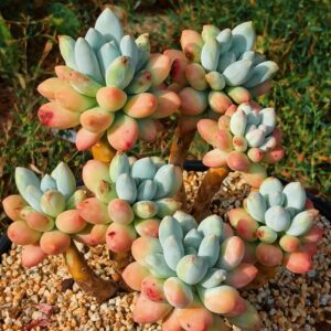 Pachyphytum Victoria cluster